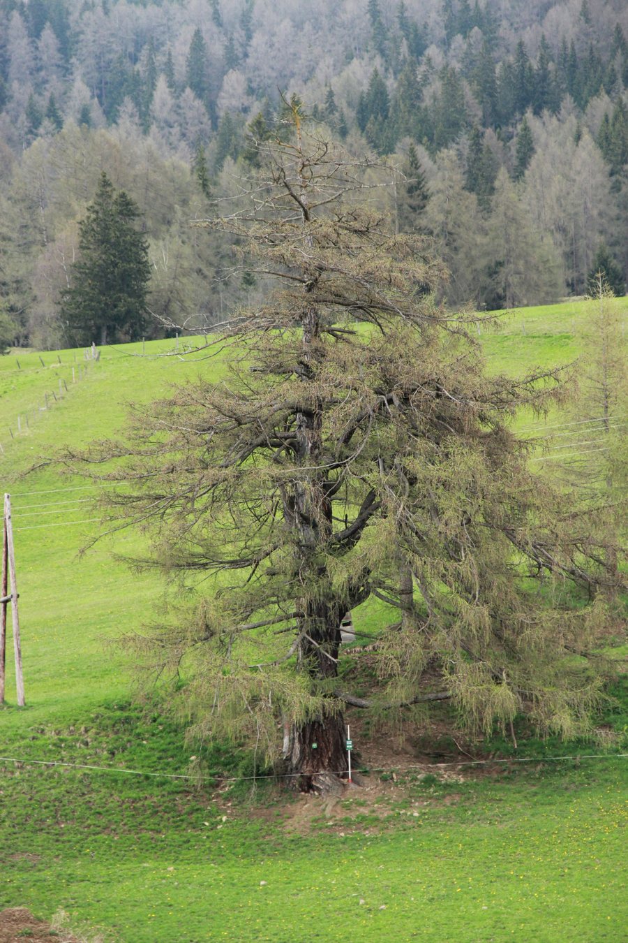 File:Krakauhintermühlen Lärche (1).JPG