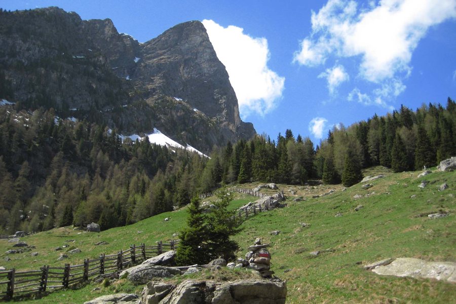 Paysage alpin avec des sapins, des rochers et une clôture en bois dans les 3 Zinnen Dolomites
